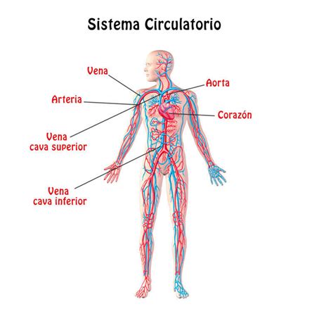 Sistema Circulatorio | Mind Map