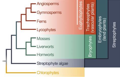 Chlorophyta - Definition and Examples - Biology Online Dictionary