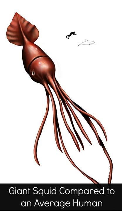 How Big Is A Colossal Squid Really? | Deep Sea News