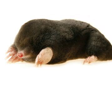 Facts About Moles | Mole Facts | Havahart US