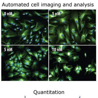 High content screening: industrial scale microscopy. High content... | Download Scientific Diagram