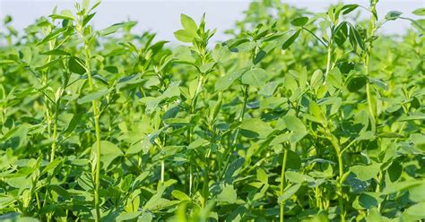 How to Plant and Grow Alfalfa Outdoors | Gardener’s Path