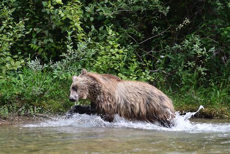 Lolo NF seeks bear plan comments | Valley Press/Mineral Independent