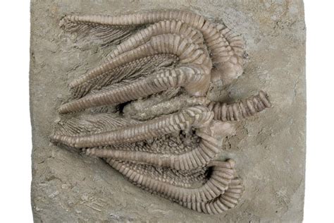 2.4" Fossil Crinoid (Agaricocrinus) With Starfish - Crawfordsville (#216138) For Sale ...