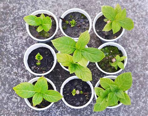 How to Grow Hydrangea from Cuttings | Garden