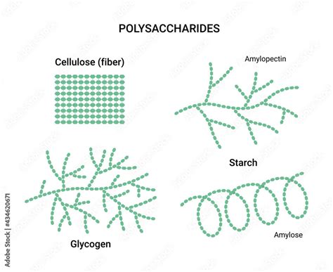 Vector illustration of polysaccharides examples. Starch, glycogen, and cellulose Stock Vector ...