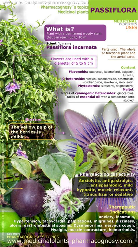 Passiflora or passion flower benefits. Infographic - Pharmacognosy - Medicinal Plants