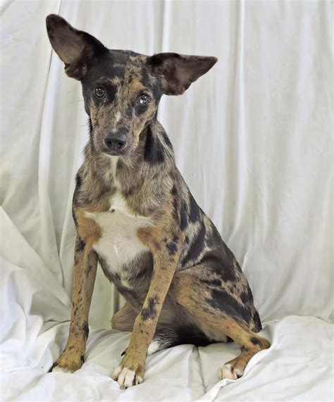 Loretta the Catahoula Leopard Dog Mix