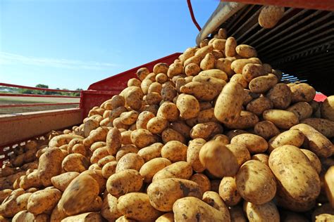 Agricultural potato harvest - Intrepid Potash