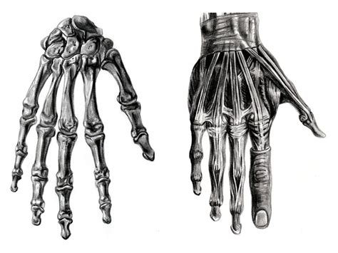 Hand Anatomy Study by RandyS01 on DeviantArt