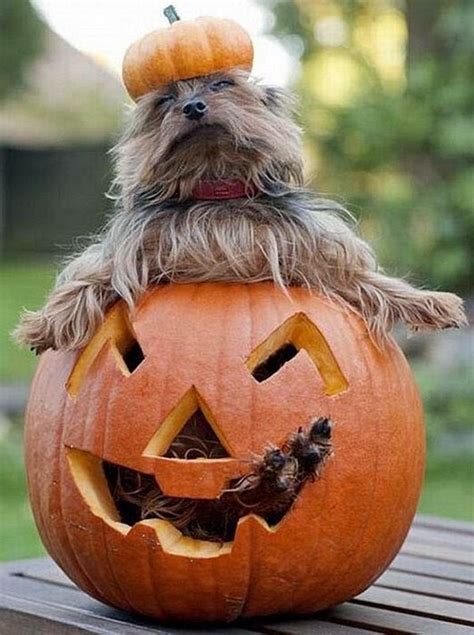 Cute and funny pictures of animals 75. Halloween pictures 2.