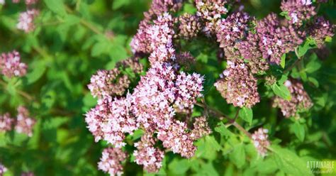 19+ Flowering Oregano Plant - AmbarAliyaan