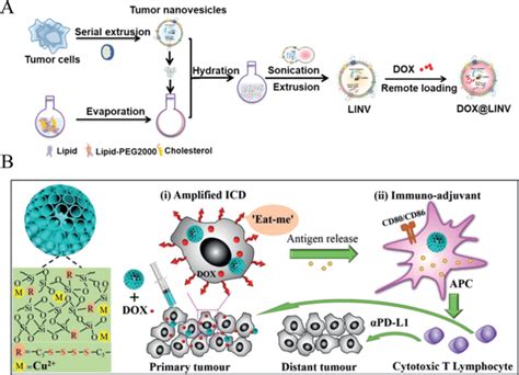 A) Preparation of the homologous tumor‐derived nanovesicles (TNVs) to... | Download Scientific ...