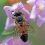 Honey Bee Exoskeleton - Honey Bee Anatomy - Honey Bee External Anatomy