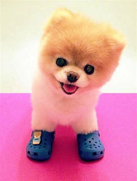 The only crocs I like. Funny Animal Pictures, Cute Funny Animals, Dog Pictures, Boo The Cutest ...