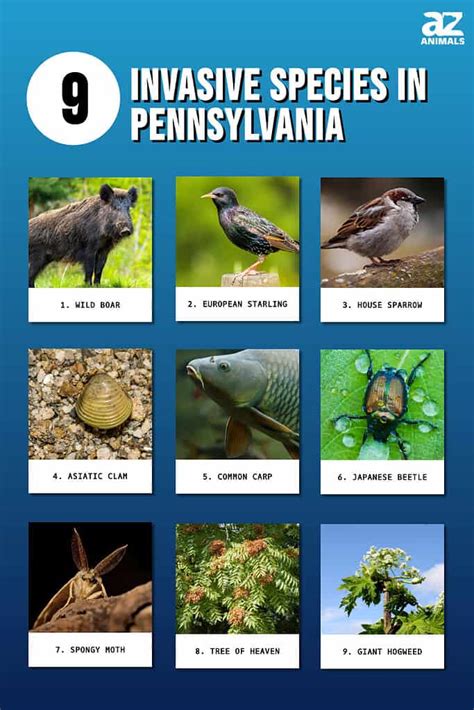 Discover 9 Invasive Species in Pennsylvania - A-Z Animals