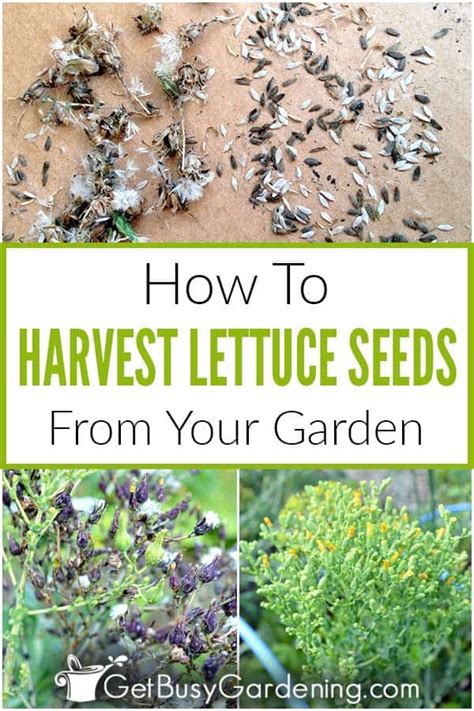 How To Harvest & Save Lettuce Seeds - Get Busy Gardening