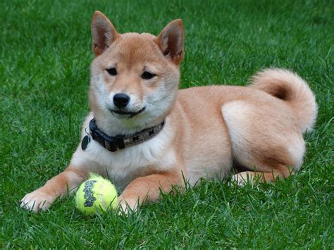 Shiba Inu : 10 choses à savoir sur cette race de chien