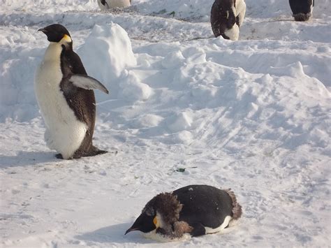 The awkward state of penguin molting | Deep Sea News