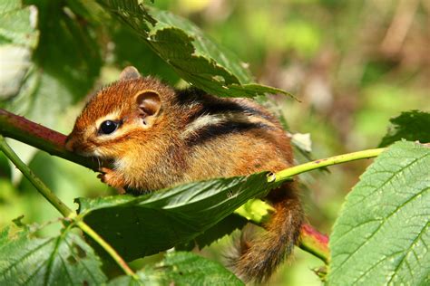 Baby Chipmunk Wallpapers - Top Free Baby Chipmunk Backgrounds ...