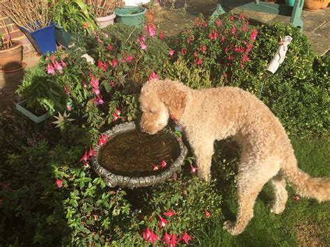 Top 5 Sturdy Garden Plants for Dog Owners - Dengarden