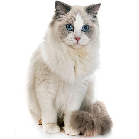 El Gato RAGDOLL | Todo sobre esta raza de gatos