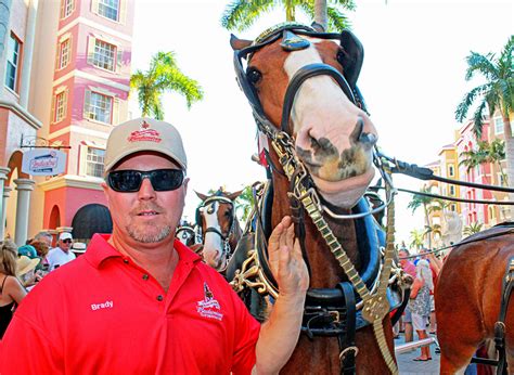 Budweiser Clydesdales | Suncoast Beverage Sales