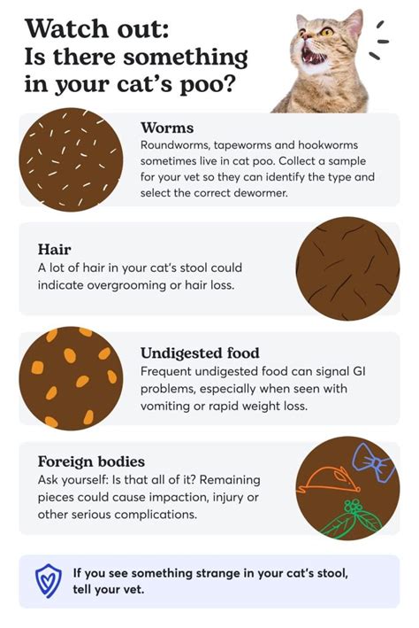 Unhealthy Cat Poop Chart: Colour, Consistency & Causes