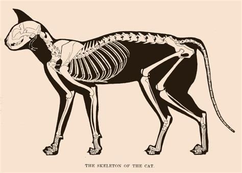 Cat Skeleton, Skeleton Anatomy, Skeleton Drawings, Anatomy Bones, Cat Anatomy, Animal Skeletons ...