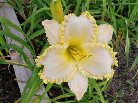 White/Cream Daylilies - 2022