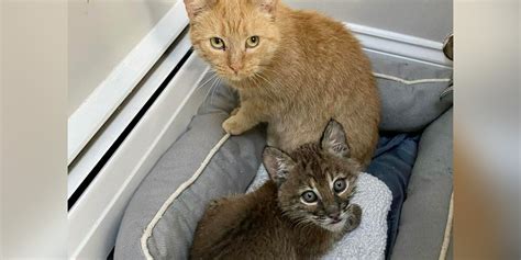 Caring Cat Steps In To Raise An Orphaned Baby Bobcat - The Dodo