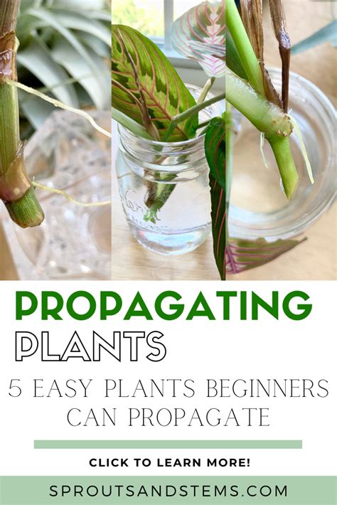 some plants that are in a vase with the title propagating plants 5 easy plants beginners can ...