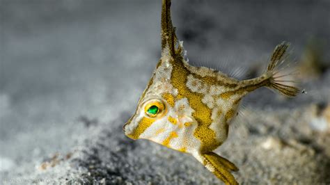 Long-Spined Tripod Fish – Juvenile | Underwater Photography by Simon Ilett