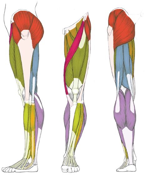 Muscles of the Leg and Foot - Classic Human Anatomy in Motion: The Artist's Guide to the ...