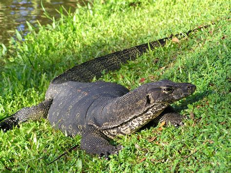 Why do monitor lizards flick their tongues out so frequently? | How It Works Magazine