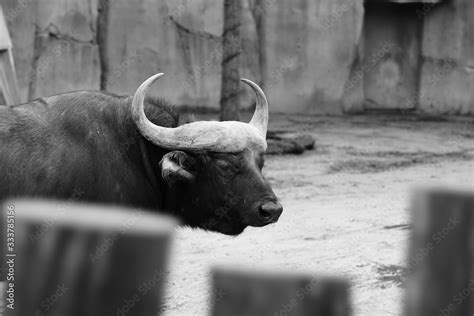 buffel animal Stock Photo | Adobe Stock