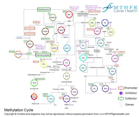 Methylation Cycle homocysteine - MTHFR Gene health™