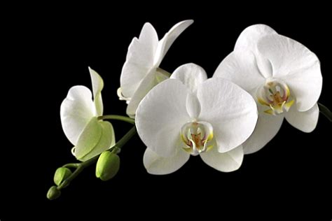 Images Gratuites : fleur, blanc, pétale, Floraison, flore, orchidée ...