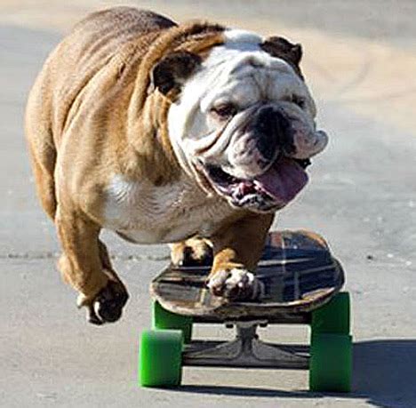 White Wolf : Meet Winston, The Skateboarding Dog Of Columbia Heights ...