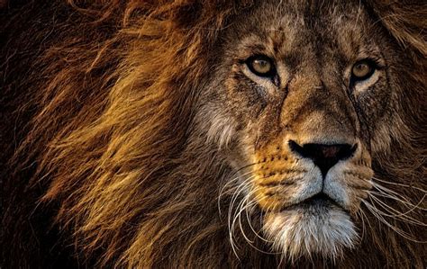 6,000+ Free Lion & Animal Photos - Pixabay