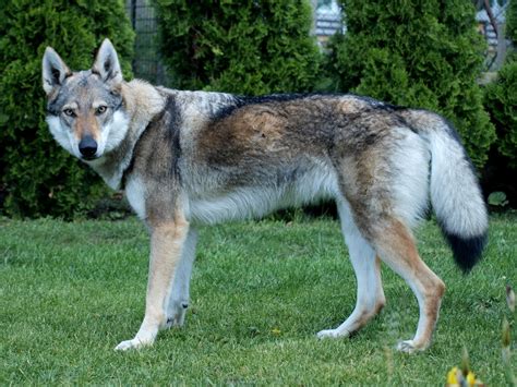 Image - Czechoslovakian-wolfdog-07.jpg | Animal Jam Clans Wiki | FANDOM powered by Wikia