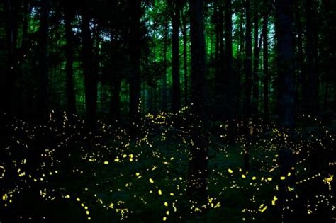 Breathing Bluff: Synchronized Fireflies at Congaree National Park — Palmetto Outdoor