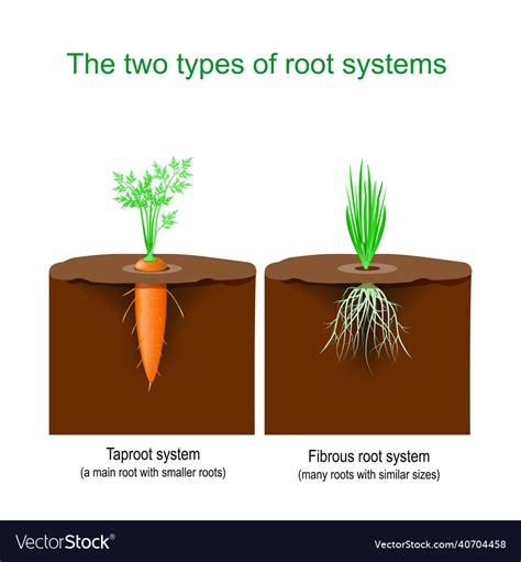 Taproot system and fibrous root system Royalty Free Vector