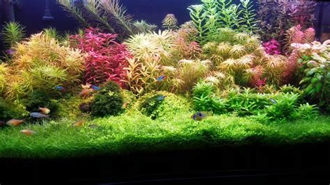 9 Species 50 Stems Live Aquarium Plants Great and Colorful - Etsy Canada