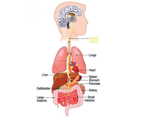 Vagus Nerve - The Definitive Guide | Biology Dictionary