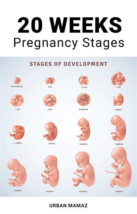 20 WEEKS PREGNANT | Pregnancy stages, 20 weeks pregnant, Pregnancy week by week