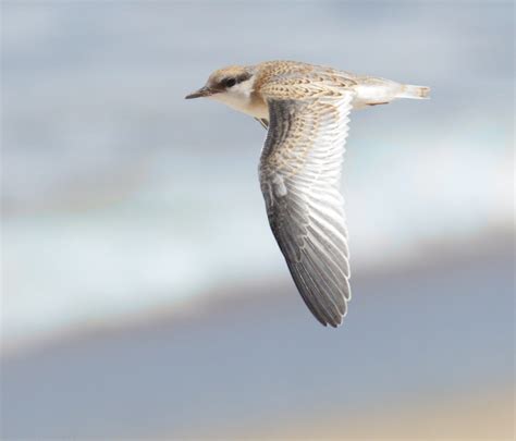 Least Tern | San Diego Bird Spot