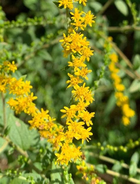 Glorious Goldenrod | Home & Garden Information Center