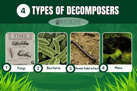 4 Types of Decomposers (With Examples) - Wildlife Informer