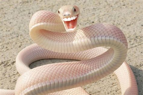 Pin by Has Science Gone Too Far on Weirdness | Albino animals, Snake, Baby snakes